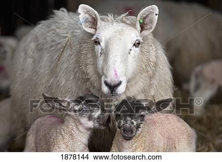 a sheep with two lambs; northumberland, england View Large Photo Image Picture - a sheep with two lambs; northumberland, england. Fotosearch