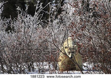a sow polar bear (ursus maritimus) in wapusk national park; churchill, manitoba, canada View Large Photo Image Stock Image - a sow polar bear (ursus maritimus) in wapusk national park; churchill, manitoba, canada. Fotosearch