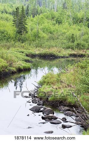 a still river through a forest; thunder bay, ontario, canada View Large Photo Image Picture - a still river through a forest; thunder bay, ontario, canada. Fotosearch