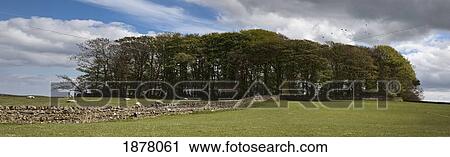 Stock Image - a stone wall leading to an area of trees in a field; northumberland, england. Fotosearch