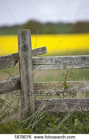 Stock Photograph - a wooden fence along a canola field; northumberland, england. Fotosearch