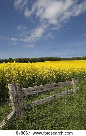 a wooden fence along a field of canola; northumberland, england View Large Photo Image Stock Photo - a wooden fence along a field of canola; northumberland, england. Fotosearch