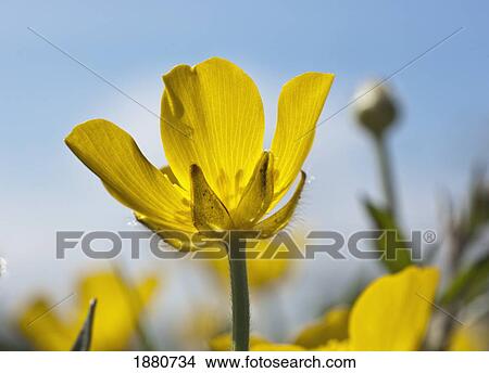 Picture - a yellow buttercup against a blue sky; northumberland, england. Fotosearch