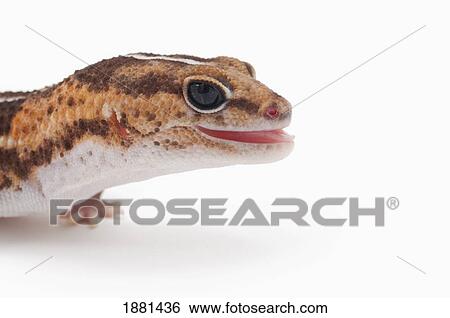 african fat-tailed gecko (hemitheconyx caudicinctus) sticking out it's tongue View Large Photo Image Stock Photograph - african fat-tailed gecko (hemitheconyx caudicinctus) sticking out it's tongue. Fotosearch