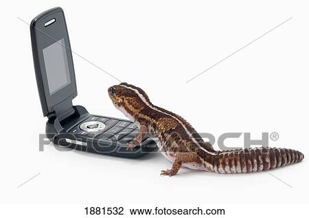 african fat-tailed gecko using a cellphone View Large Photo Image Stock Image - african fat-tailed gecko using a cellphone. Fotosearch