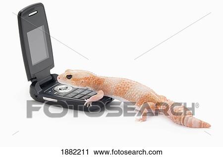 albino african fat-tailed gecko (hemitheconyx caudicinctus) using a cell phone View Large Photo Image Stock Image - albino african fat-tailed gecko (hemitheconyx caudicinctus) using a cell phone. Fotosearch