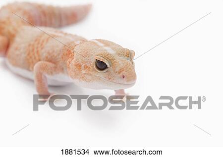 amelanistic (albino) african fat-tailed gecko View Large Photo Image Picture - amelanistic (albino) african fat-tailed gecko. Fotosearch