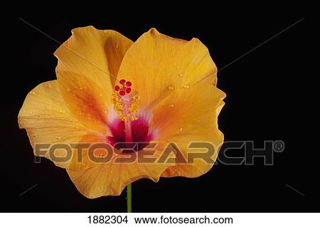 an orange hibiscus View Large Photo Image Picture - an orange hibiscus. Fotosearch