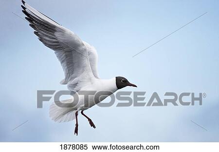 Stock Image - arctic tern (sterna paradisaea) in flight; amble, northumberland, england. Fotosearch - Search Stock Photos, Mural Pictures, Photographs, and Photo Clipart