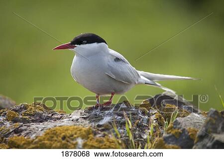 arctic tern (sterna paradisaea); northumberland, england View Large Photo Image Stock Photo - arctic tern (sterna paradisaea); northumberland, england. Fotosearch