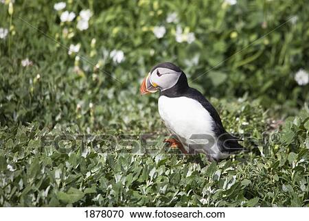 Stock Image - atlantic puffin (fratercula arctica); farne islands, northumberland, england. Fotosearch