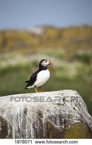atlantic puffin (fratercula arctica); farne islands, northumberland, england View Large Photo Image Stock Image - atlantic puffin (fratercula arctica); farne islands, northumberland, england. Fotosearch