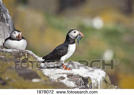 atlantic puffin (fratercula arctica); farne islands, northumberland, england View Large Photo Image Stock Image - atlantic puffin (fratercula arctica); farne islands, northumberland, england. Fotosearch