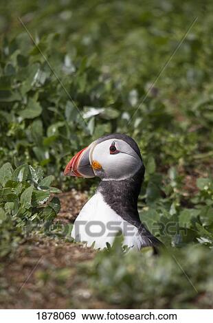 atlantic puffin (fratercula arctica); farne islands, northumberland, england View Large Photo Image Stock Photo - atlantic puffin (fratercula arctica); farne islands, northumberland, england. Fotosearch