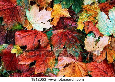 Stock Image - Autumn Leaves. Fotosearch