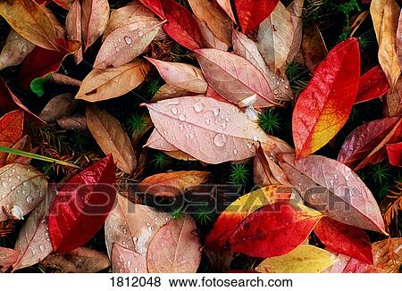 Stock Photo - Autumn Leaves. Fotosearch