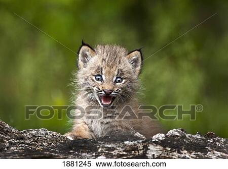 baby lynx (lynx canadensis) looking over a fallen tree; canmore, alberta, canada View Large Photo Image Stock Photography - baby lynx (lynx canadensis) looking over a fallen tree; canmore, alberta, canada. Fotosearch