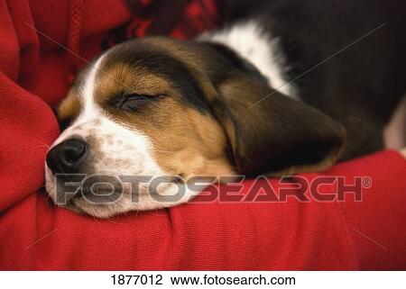 Stock Image - bashaw, alberta, canada; a dog naps on a red blanket. Fotosearch