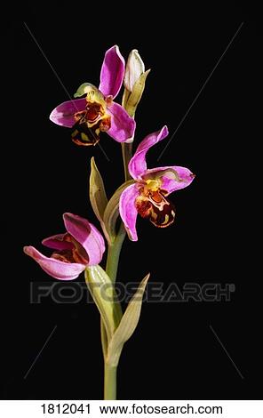 Stock Image - Bee Orchid. Fotosearch