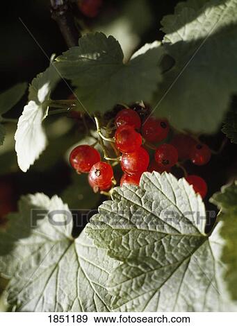 Berries And Leaves; Red Currants (Ribes Rubrum) View Large Photo Image Stock Photo - Berries And Leaves; Red Currants (Ribes Rubrum). Fotosearch