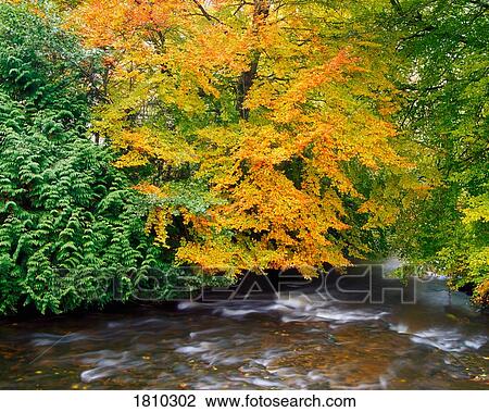 Stock Image - Birr Castle, Co Offaly, River Camcor, Ireland. Fotosearch