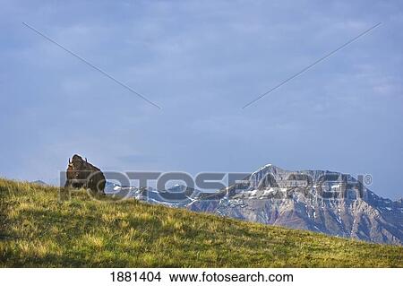 bison at waterton national park with mountains in the background; alberta, canada View Large Photo Image Picture - bison at waterton national park with mountains in the background; alberta, canada. Fotosearch