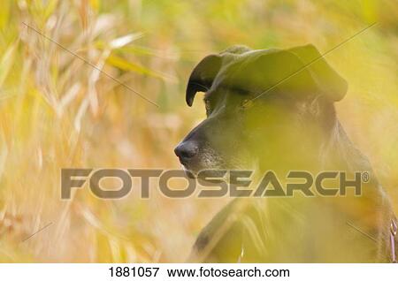 black lab in autumn tall grass; portland, oregon, united states of america View Large Photo Image Stock Photo - black lab in autumn tall grass; portland, oregon, united states of america. Fotosearch