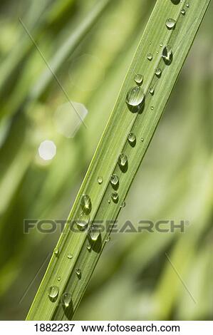 blade of grass with rain drops; calgary, alberta, canada View Large Photo Image Stock Photo - blade of grass with rain drops; calgary, alberta, canada. Fotosearch