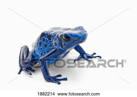 blue poison dart frog (dendrobates tinctorius) View Large Photo Image Picture - blue poison dart frog (dendrobates tinctorius). Fotosearch