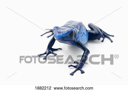 Stock Image - blue poison dart frog (dendrobates tinctorius). Fotosearch