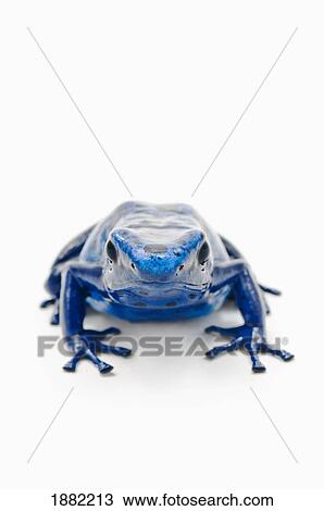 blue poison dart frog (dendrobates tinctorius) View Large Photo Image Stock Image - blue poison dart frog (dendrobates tinctorius). Fotosearch