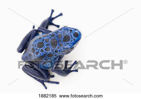 blue poison dart frog (dendrobates azureus) View Large Photo Image Stock Photography - blue poison dart frog (dendrobates azureus). Fotosearch
