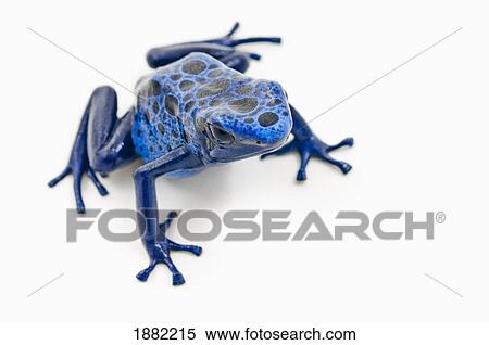 blue poison dart frog (dendrobates tinctorius) View Large Photo Image Stock Photography - blue poison dart frog (dendrobates tinctorius). Fotosearch