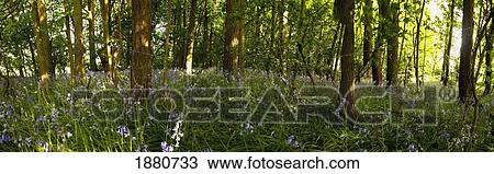 bluebells in a forest; northumberland, england View Large Photo Image Stock Image - bluebells in a forest; northumberland, england. Fotosearch