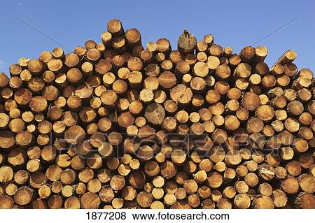 bohonal de ibor, caceres, spain; wood pile View Large Photo Image Stock Photo - bohonal de ibor, caceres, spain; wood pile. Fotosearch