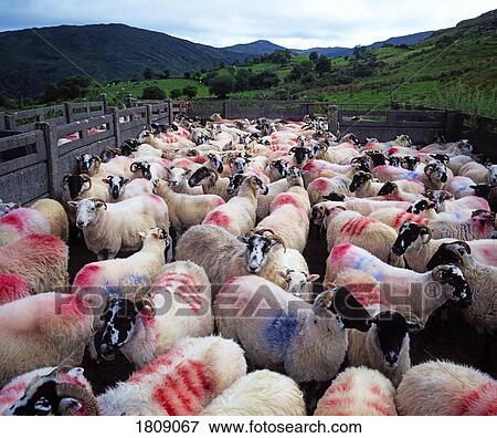 Bonane, County Kerry, Ireland, Sheep View Large Photo Image Stock Photo - Bonane, County Kerry, Ireland, Sheep. Fotosearch