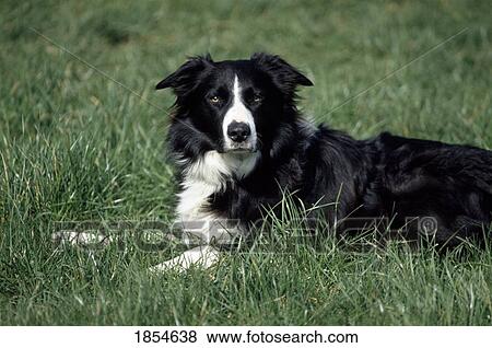 Stock Photo - Border Collie Lying In Grass. Fotosearch