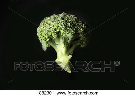 broccoli floret View Large Photo Image Stock Image - broccoli floret. Fotosearch