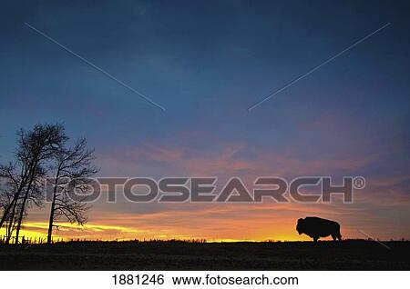 buffalo at sunset in elk island national park; alberta, canada View Large Photo Image Stock Photograph - buffalo at sunset in elk island national park; alberta, canada. Fotosearch