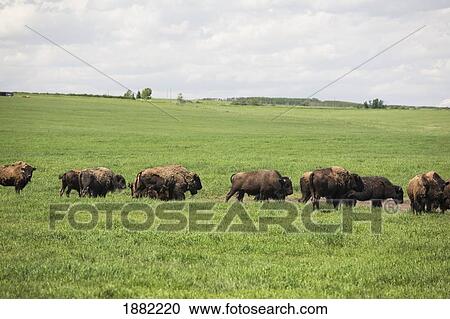 buffalo herd in a pasture; alberta, canada View Large Photo Image Stock Image - buffalo herd in a pasture; alberta, canada. Fotosearch