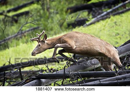Stock Photo - bull elk (cervus canadensis); castle mountain, alberta, canada. Fotosearch