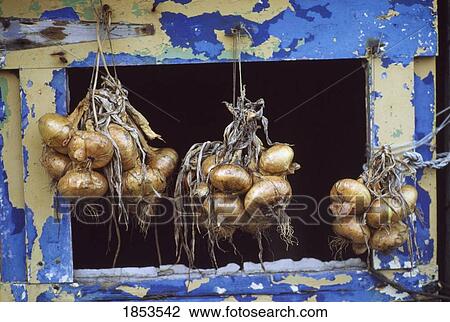 Bunches Of Onions, Ireland View Large Photo Image Stock Image - Bunches Of Onions, Ireland. Fotosearch