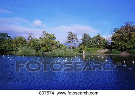 Bushy Park, River Dodder, Rathfarnham, Dublin, Ireland View Large Photo Image Picture - Bushy Park, River Dodder, Rathfarnham, Dublin, Ireland. Fotosearch