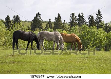Stock Photo - calgary, alberta, canada; three horses grazing in a field with trees. Fotosearch
