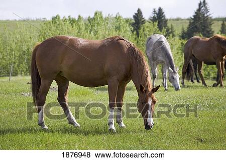 calgary, alberta, canada; three horses grazing in a field with trees View Large Photo Image Stock Photo - calgary, alberta, canada; three horses grazing in a field with trees. Fotosearch