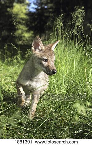 captive coyote (canis latrans) pup running in the grass; kalispell, montana, united states of america View Large Photo Image Stock Image - captive coyote (canis latrans) pup running in the grass; kalispell, montana, united states of america. Fotosearch