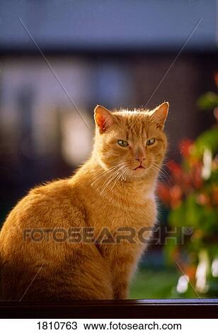 Cat On Windowsill View Large Photo Image Stock Image - Cat On Windowsill. Fotosearch