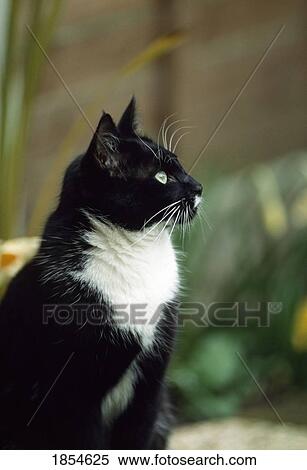 Stock Photography - Cat Watching. Fotosearch