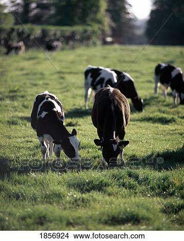 Cattle Grazing View Large Photo Image Picture - Cattle Grazing. Fotosearch