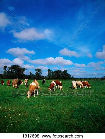 Cattle Grazing View Large Photo Image Stock Photo - Cattle Grazing. Fotosearch